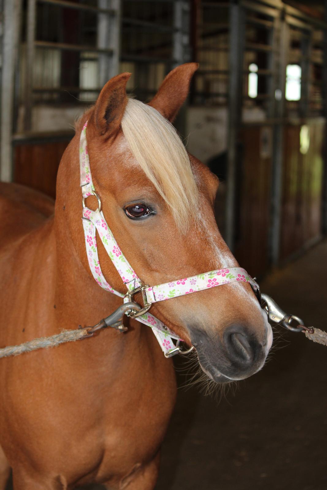 Anden særlig race Barbie Stella billede 5