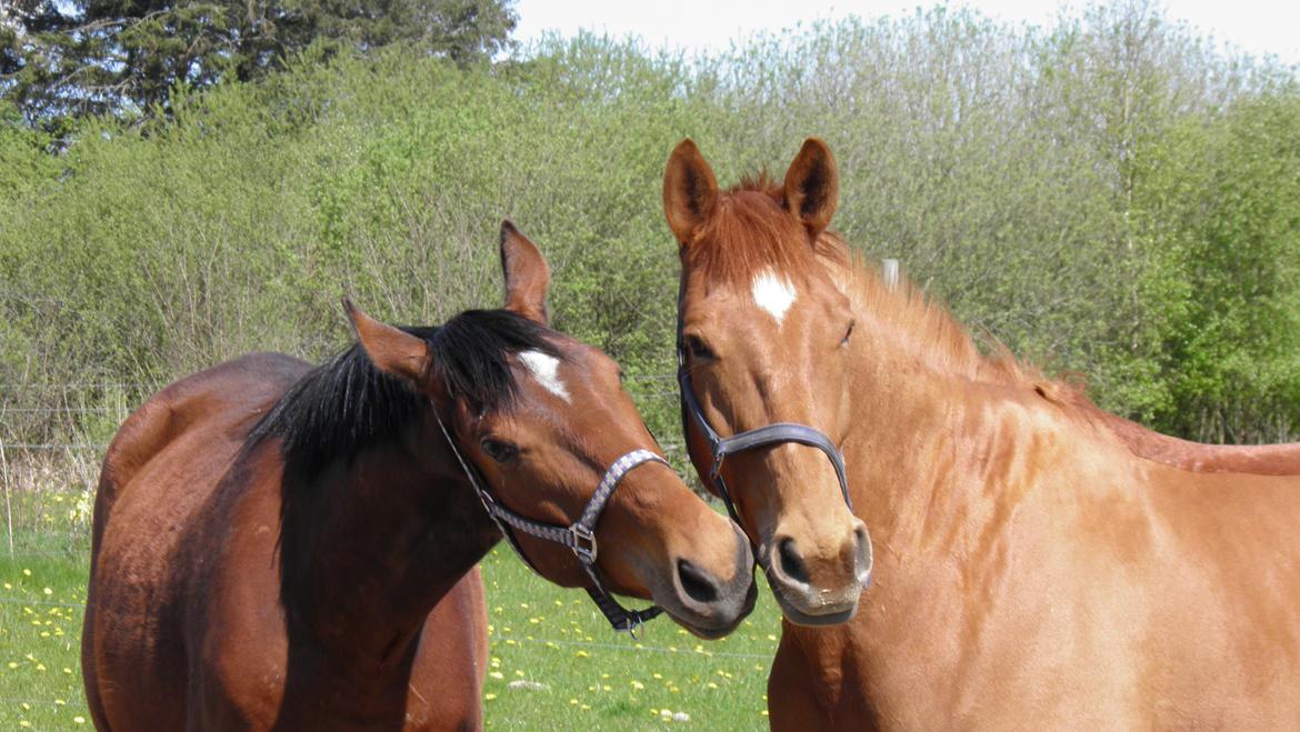Dansk Varmblod Fredbo's Accord billede 4