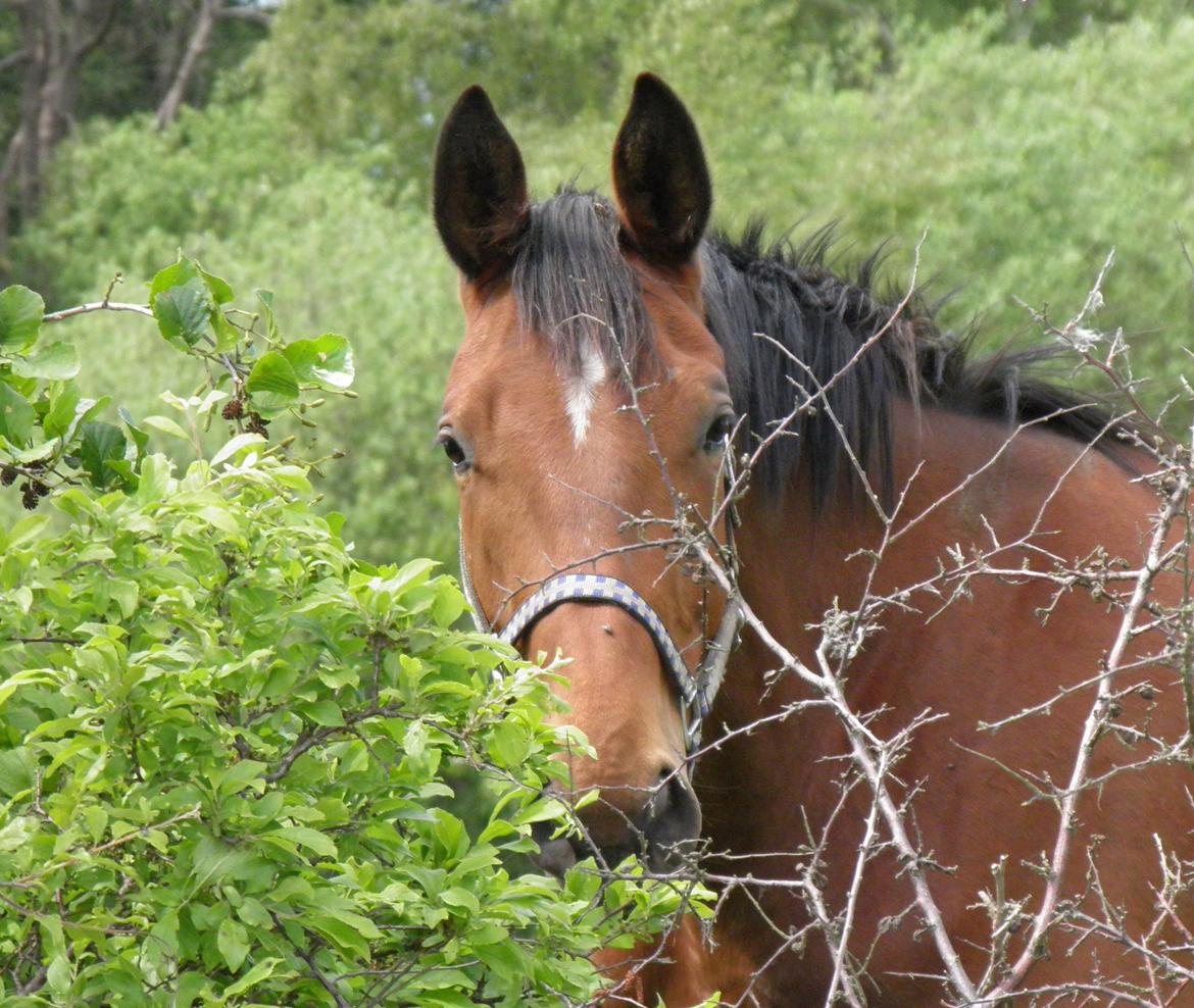 Dansk Varmblod Fredbo's Accord billede 19