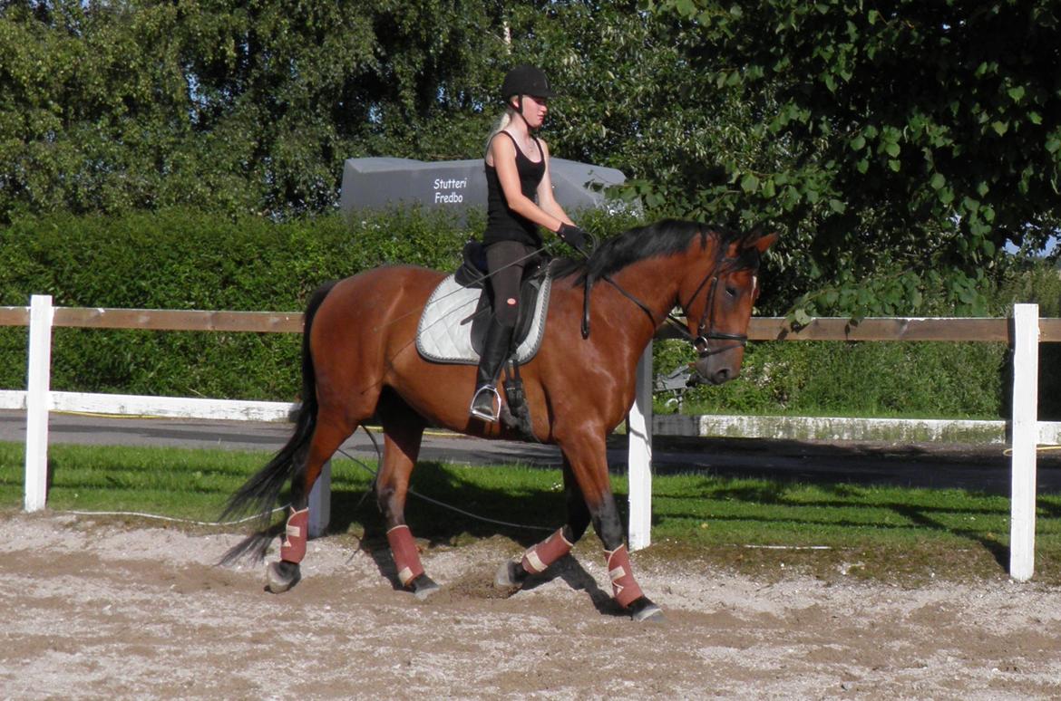 Dansk Varmblod Fredbo's Accord billede 20