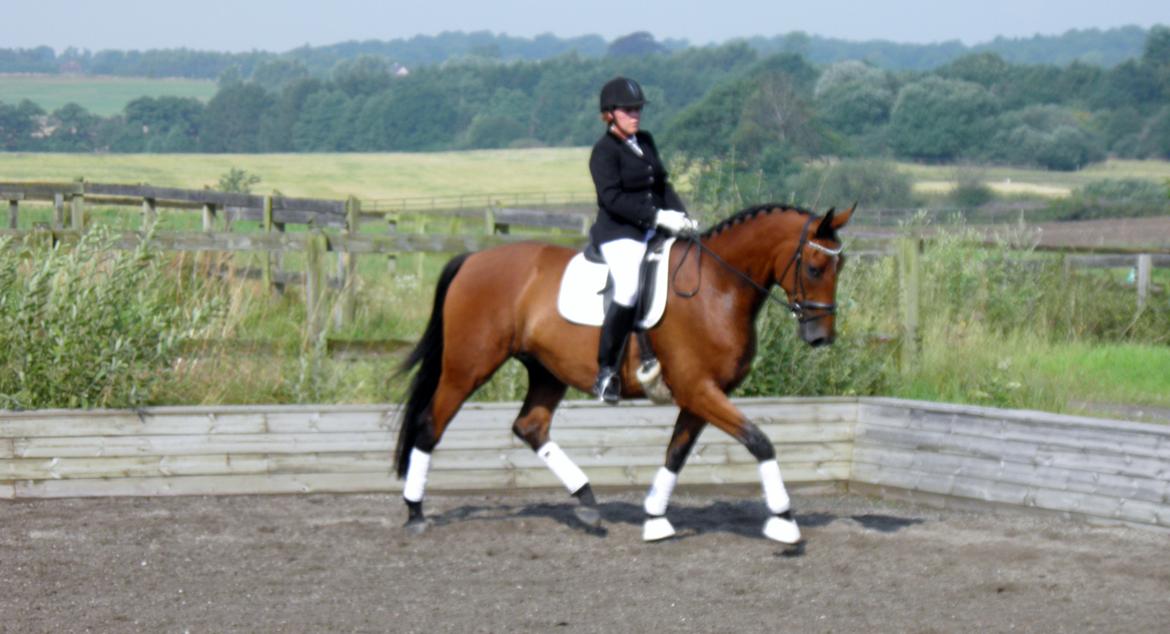 Dansk Varmblod Fredbo's Accord billede 3