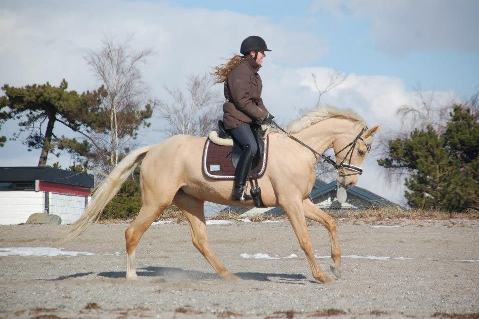 Palomino Solheim's Ramina - RDH Hoppe billede 24