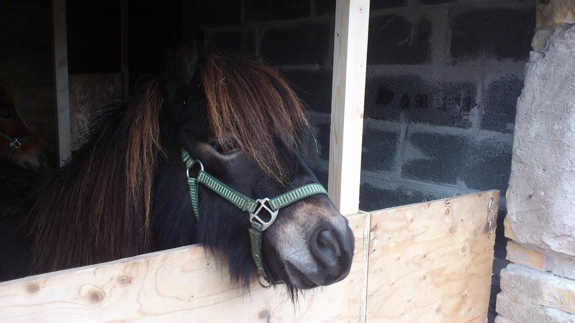 Shetlænder Lukas billede 17
