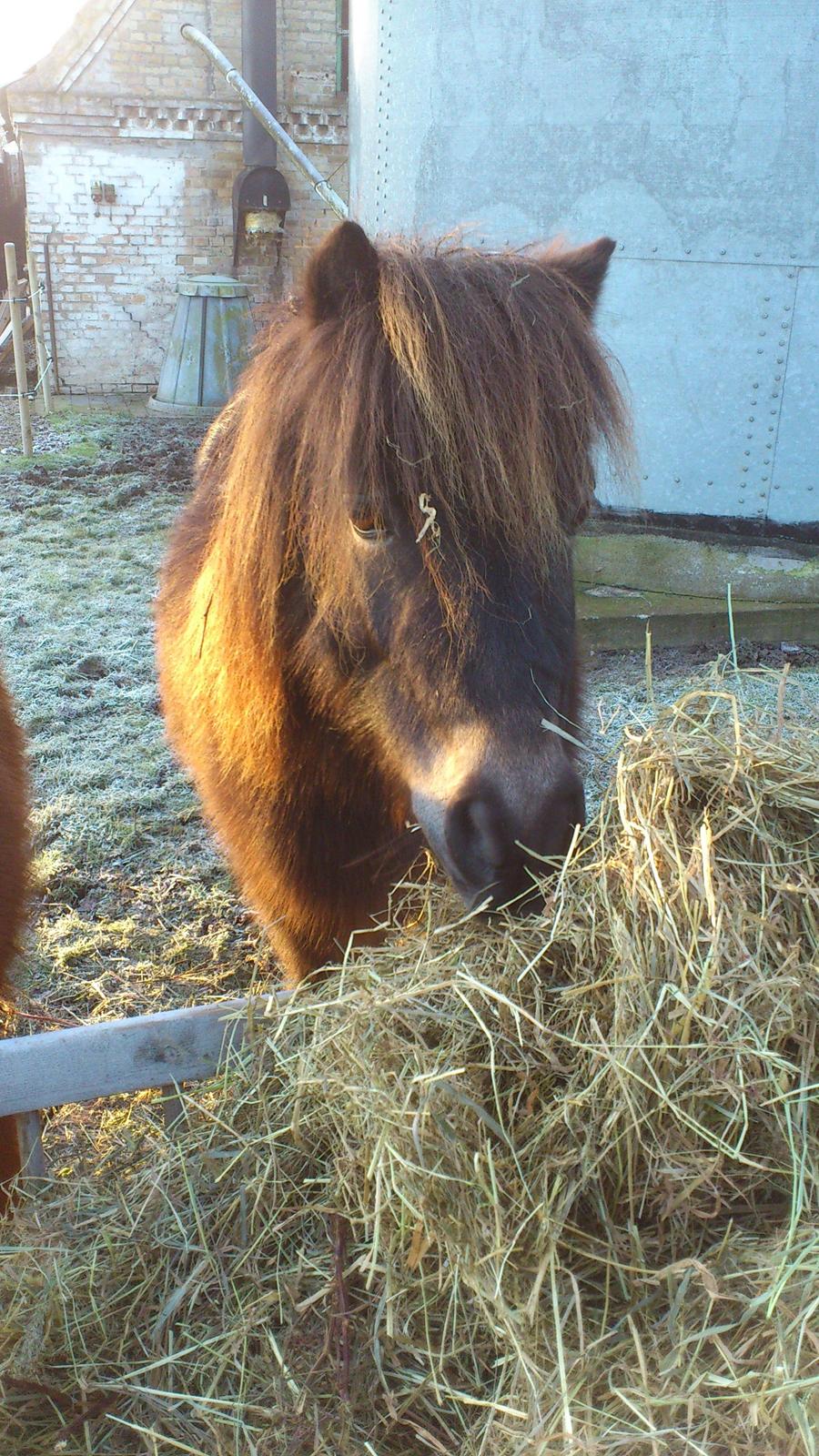 Shetlænder Lukas billede 18