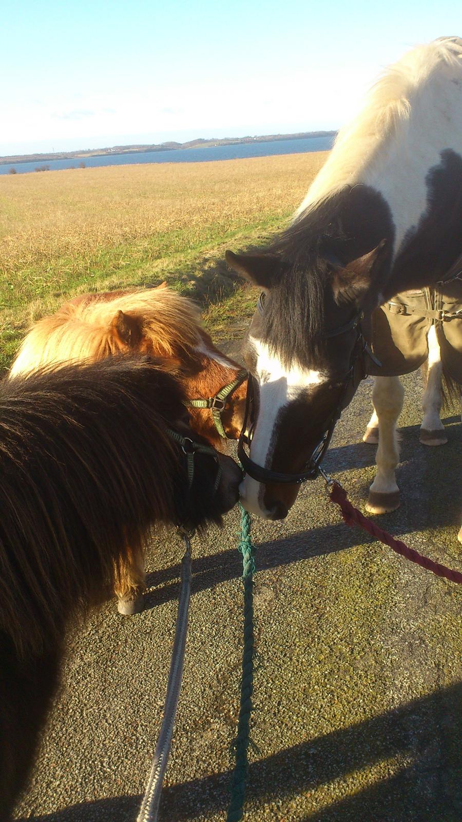 Shetlænder Lukas billede 1