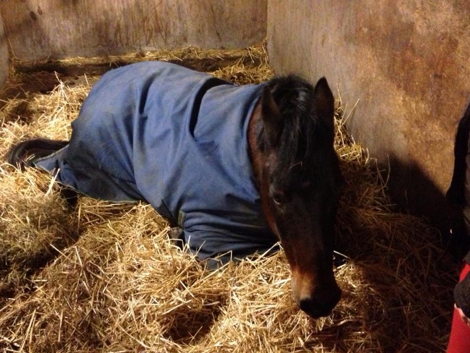 Anden særlig race Rasmus  - Den sødeste lille pony var lige træt <3 billede 4