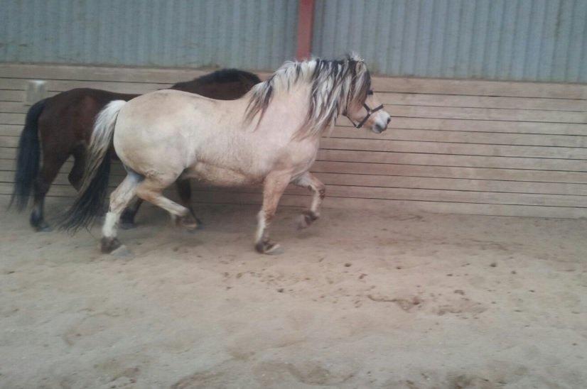 Fjordhest Fairith Kjeldsvang Solgt billede 15