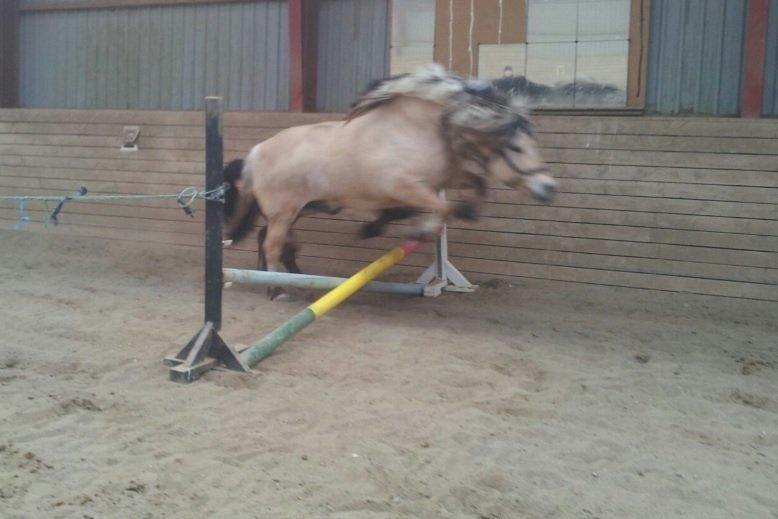 Fjordhest Fairith Kjeldsvang Solgt billede 16