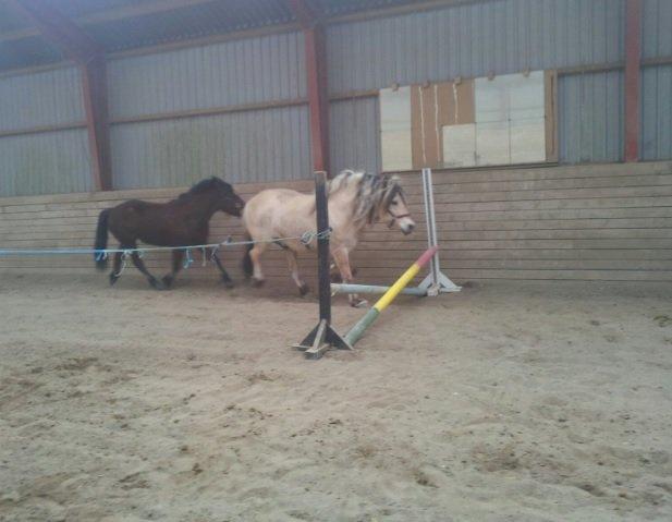 Fjordhest Fairith Kjeldsvang Solgt billede 18