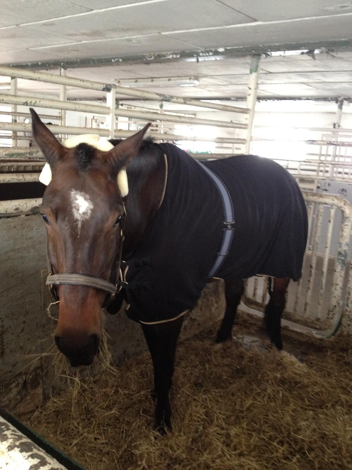 Oldenborg Højgaards Santos billede 5