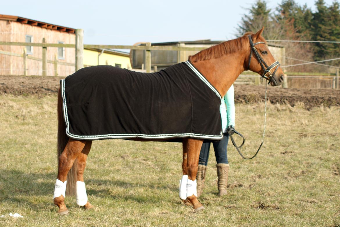 Trakehner Braveheart Graftebjerg billede 6