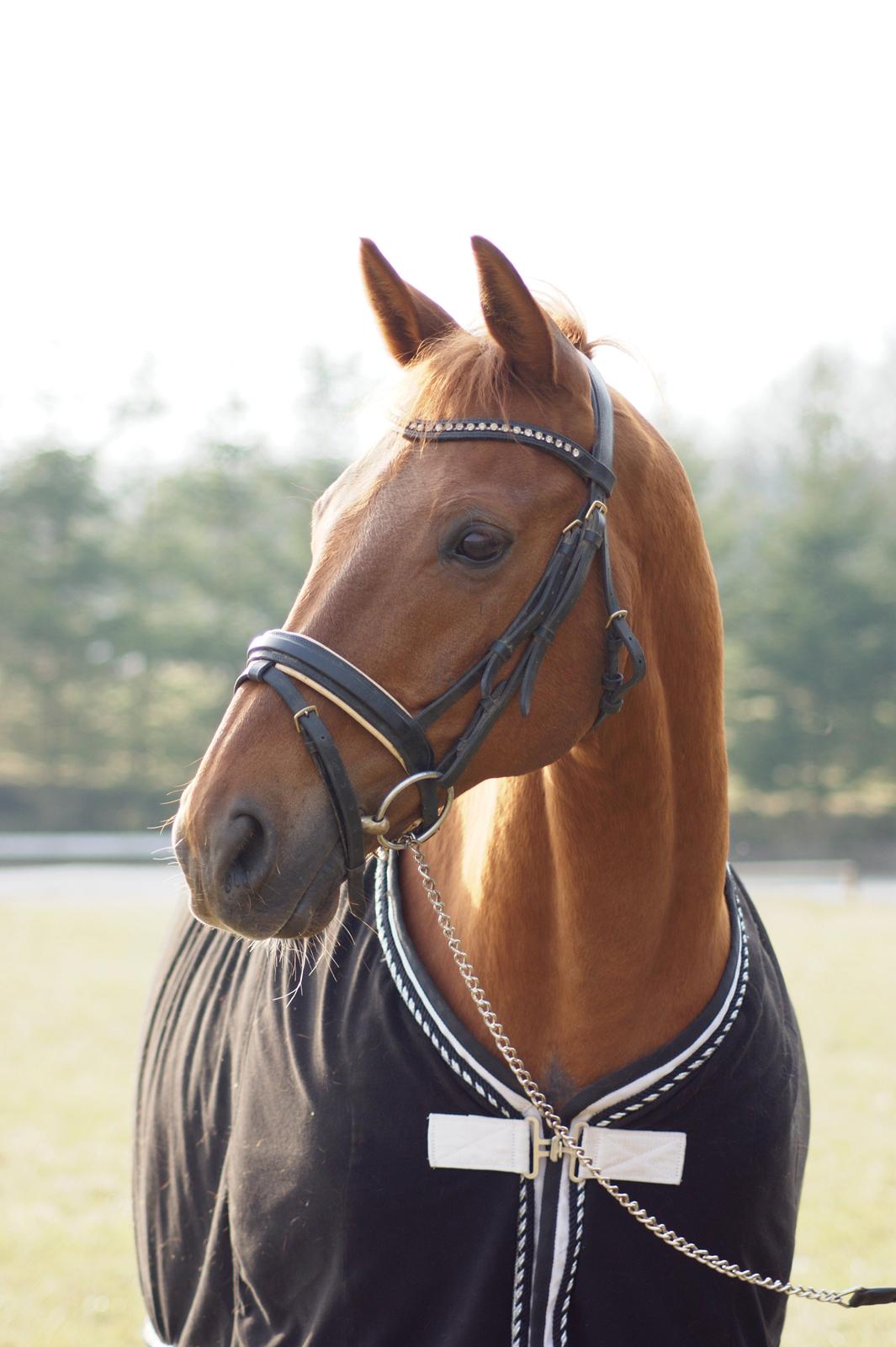 Trakehner Braveheart Graftebjerg billede 3