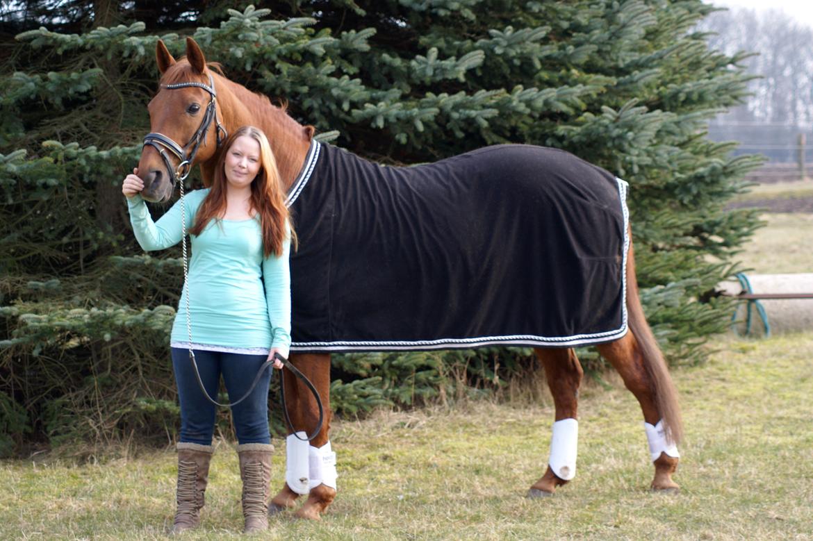 Trakehner Braveheart Graftebjerg billede 4