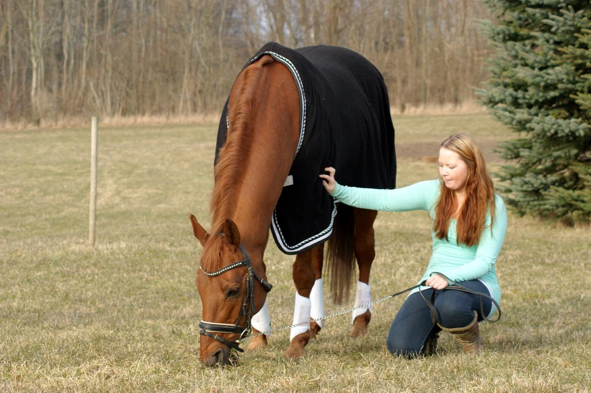 Trakehner Braveheart Graftebjerg billede 7