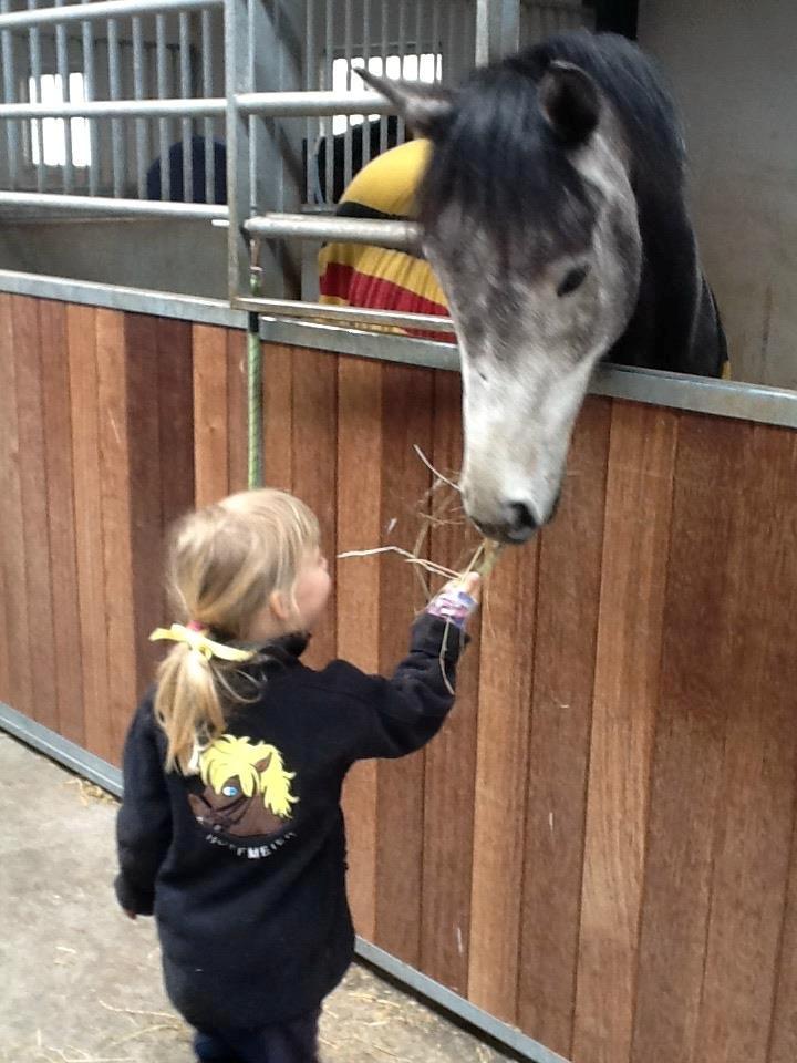 Fuldblod (XX) Silver Shine (IRE) - min yngste datter Maria syntes også at Silver er en dejlig hest.. og han syntes børn er søde.. især håret..  billede 18