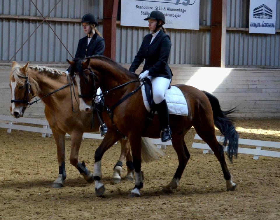 Anden særlig race Rex billede 1