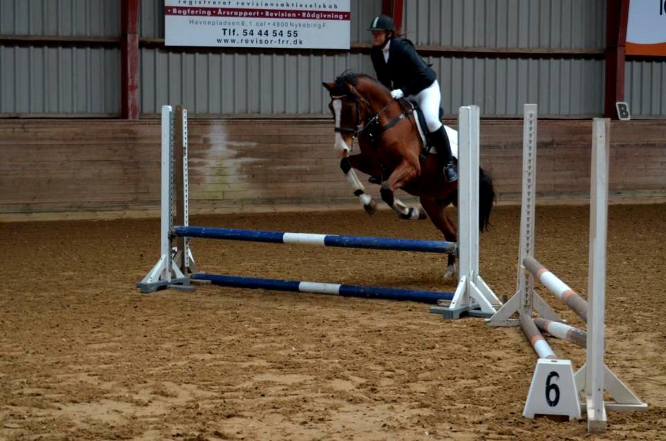 Anden særlig race Rex billede 19