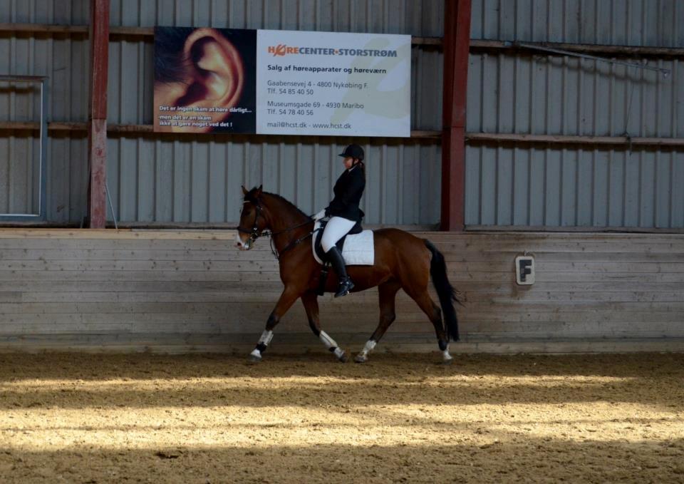 Anden særlig race Rex billede 20