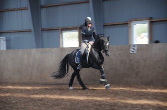 Welsh Partbred (Sec F) Bjerregårds Rhett billede 18