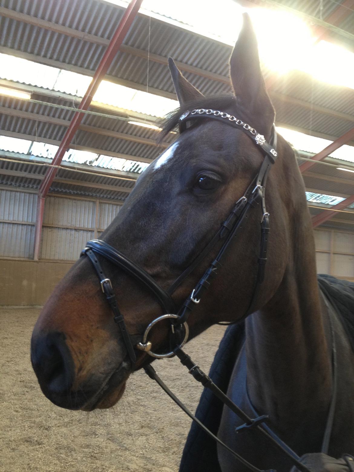 Holstener Ulana Lyngriis billede 3