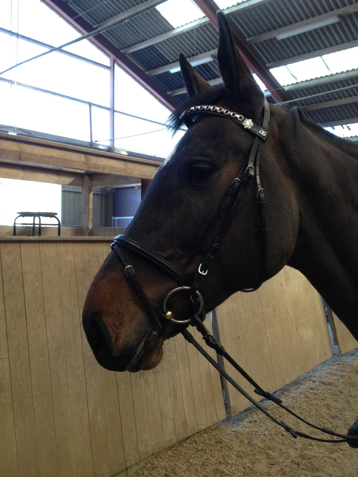 Holstener Ulana Lyngriis billede 5