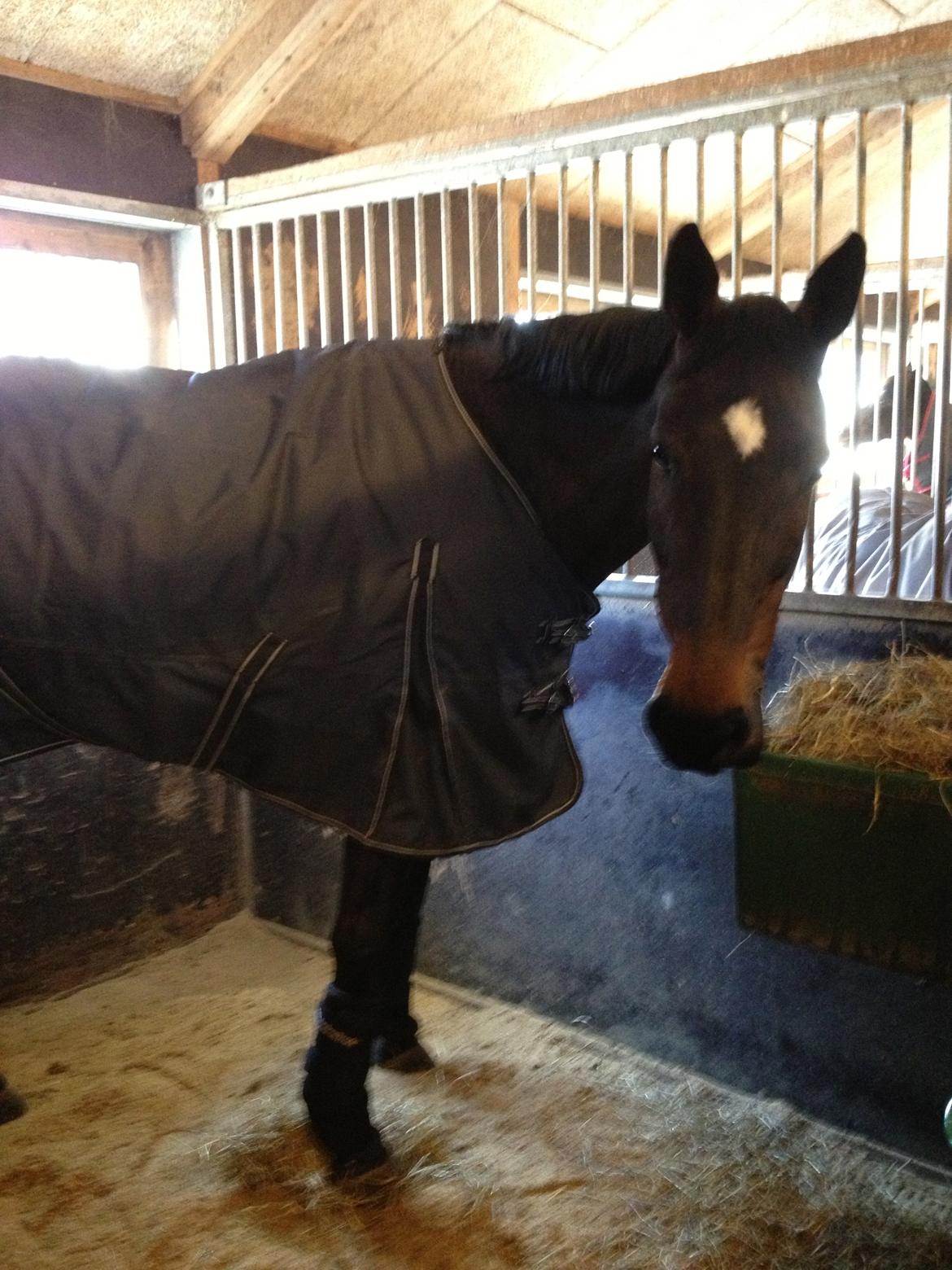 Holstener Ulana Lyngriis billede 4