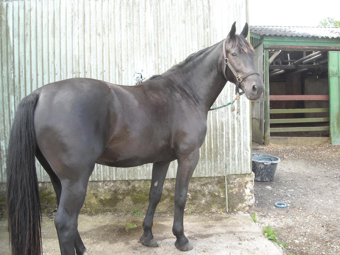 Oldenborg Diablo  " solgt " SAVNET - 3 år billede 1