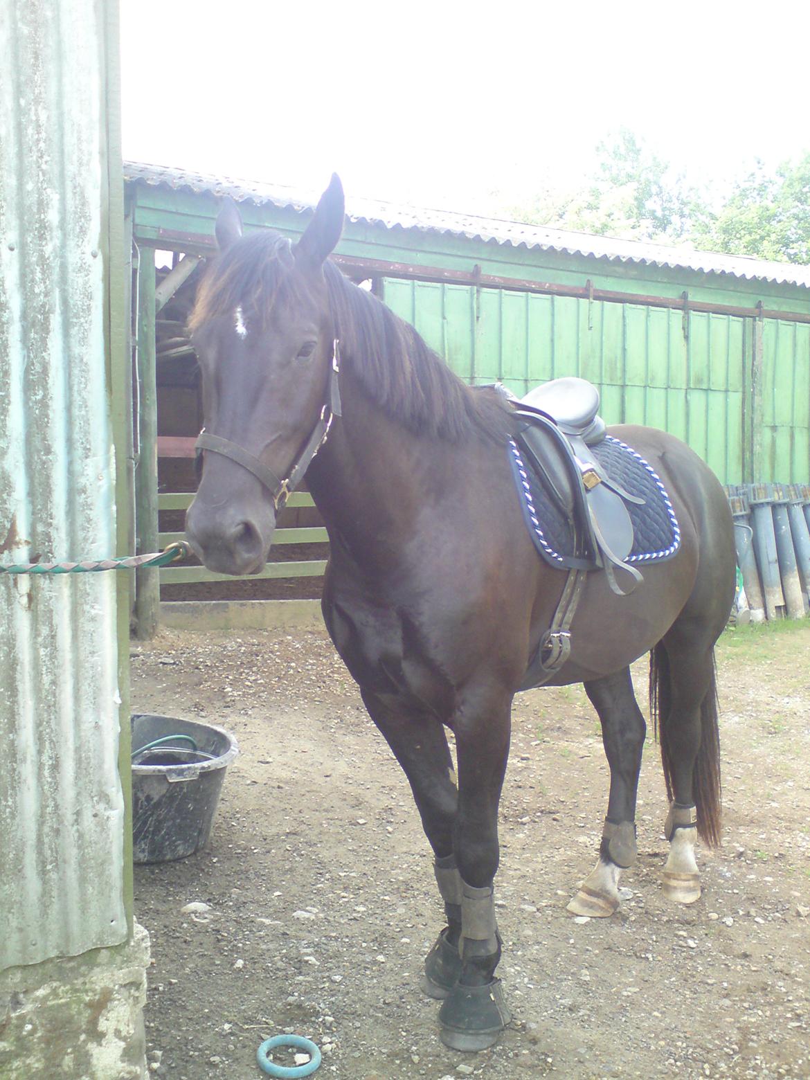 Oldenborg Diablo  " solgt " SAVNET - 3 år og igang med tilridning :)  billede 20