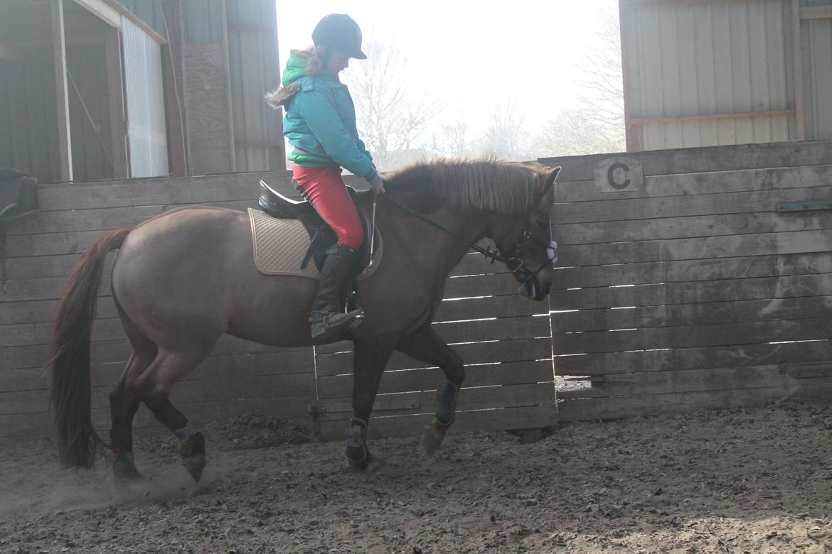 New Forest Engdalens Wendy - min bedste ven <3 - Genoptrænning med Wendy! <3 Foto: Naja billede 4