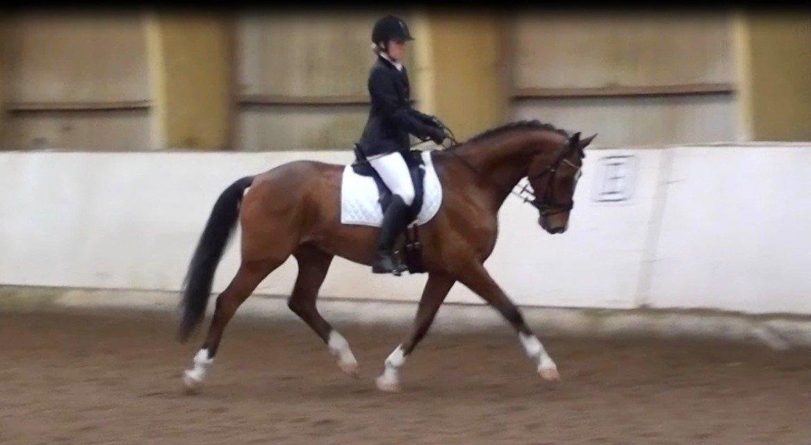 Dansk Varmblod D'Niemann-Sølyst [Himmelhest] - ØKR-stævne 20.10.12 på Bakkegården. billede 19