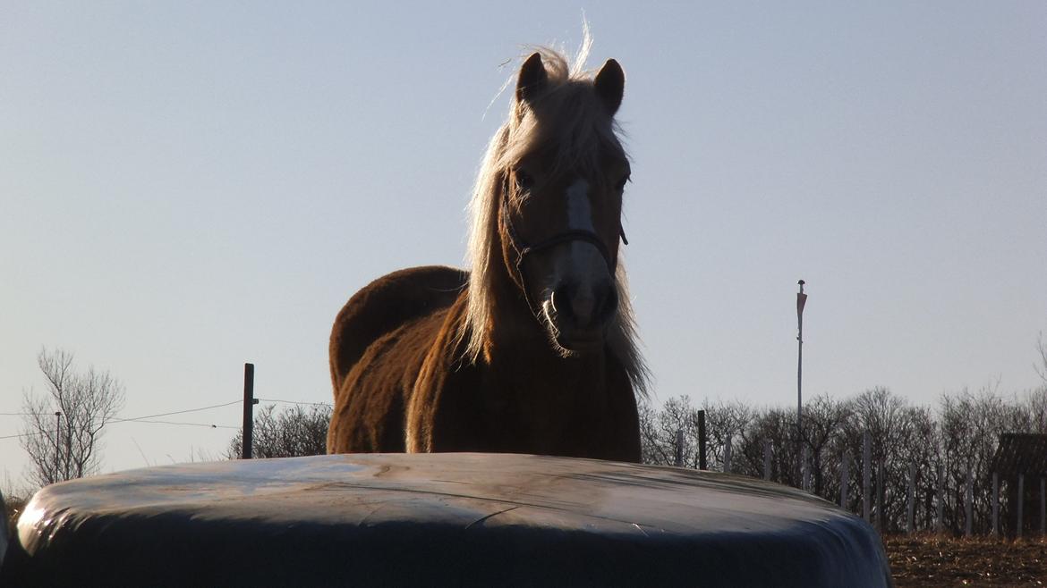 Haflinger Maldini Van Abeele* Min fremtid *<3 billede 7