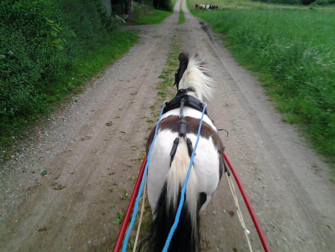 Shetlænder Bobo <3 Udlånt <3 - Bobo for vogn billede 5