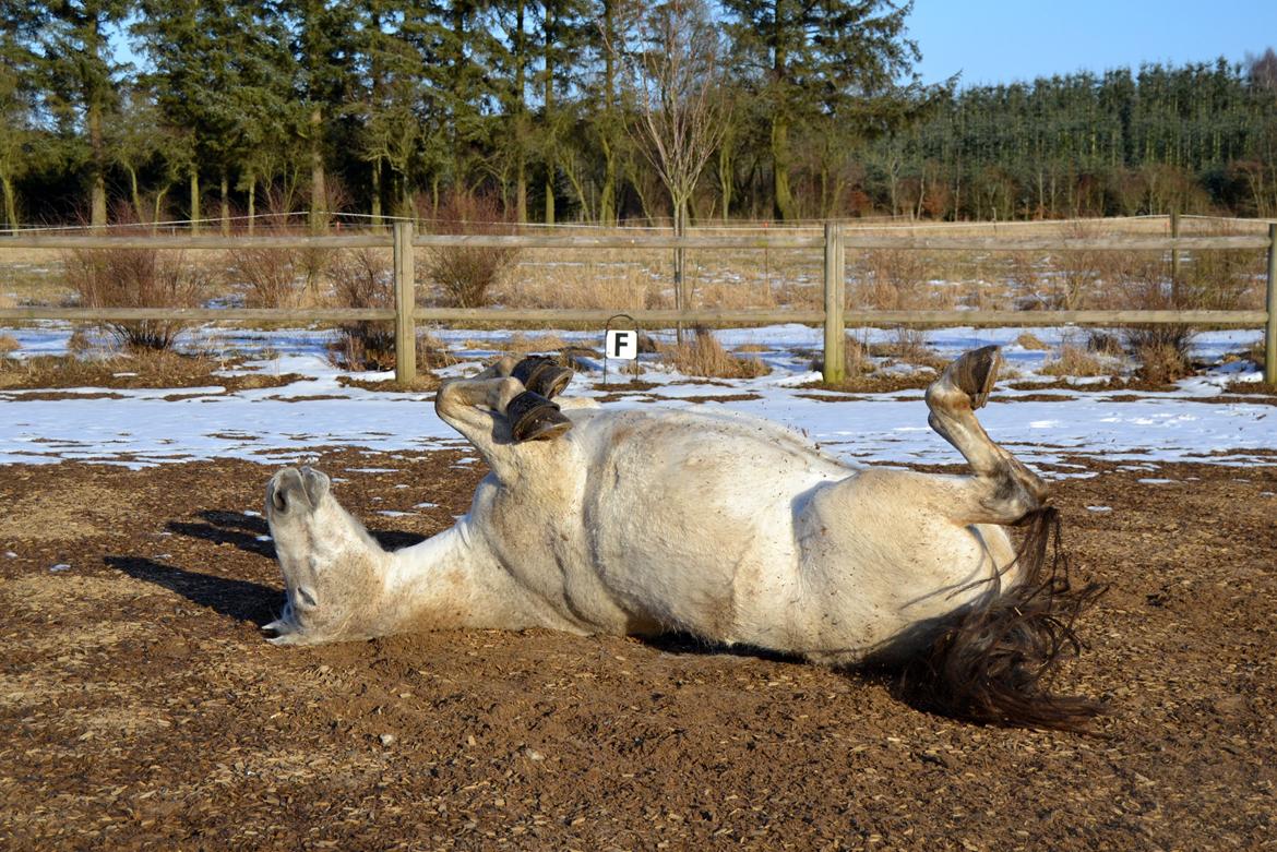 Anden særlig race Rumbero - Nyder en dejlig rulletur billede 4