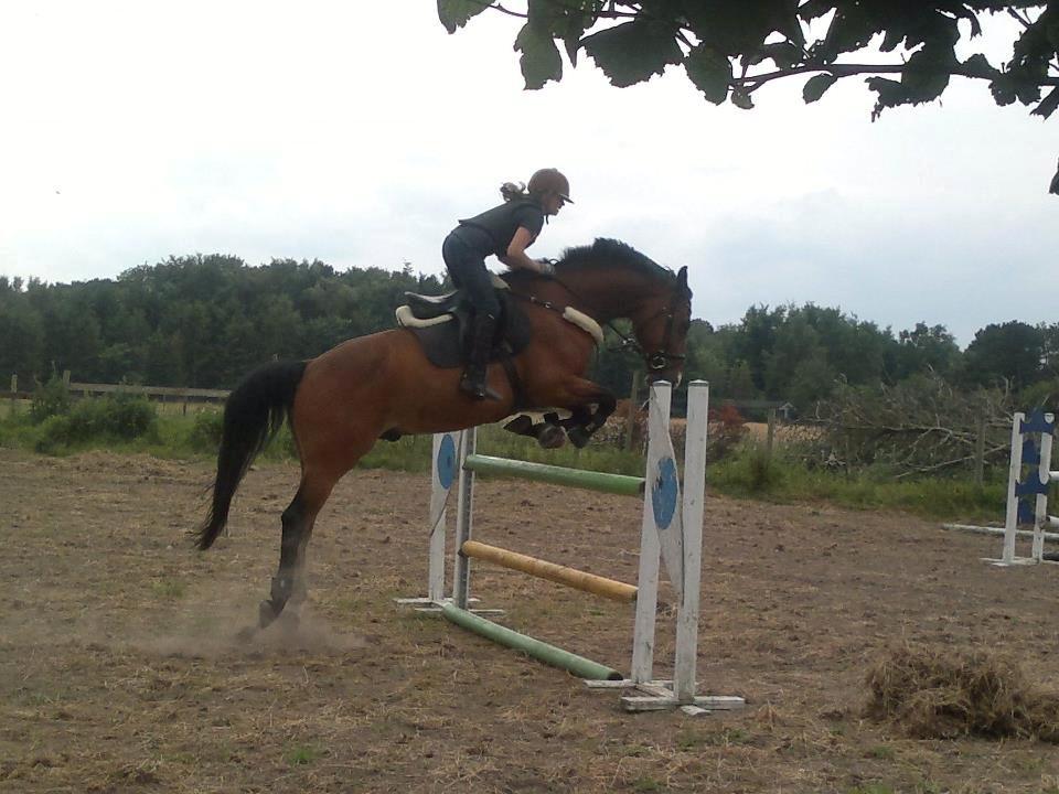 Dansk Varmblod Electric | Egon | - 120 <3 billede 7