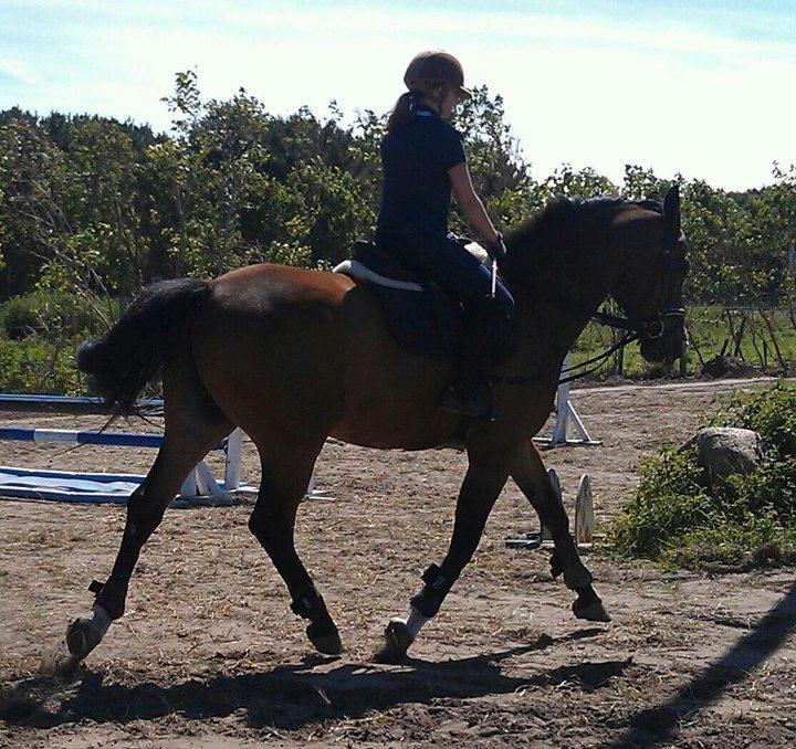 Dansk Varmblod Electric | Egon | billede 9