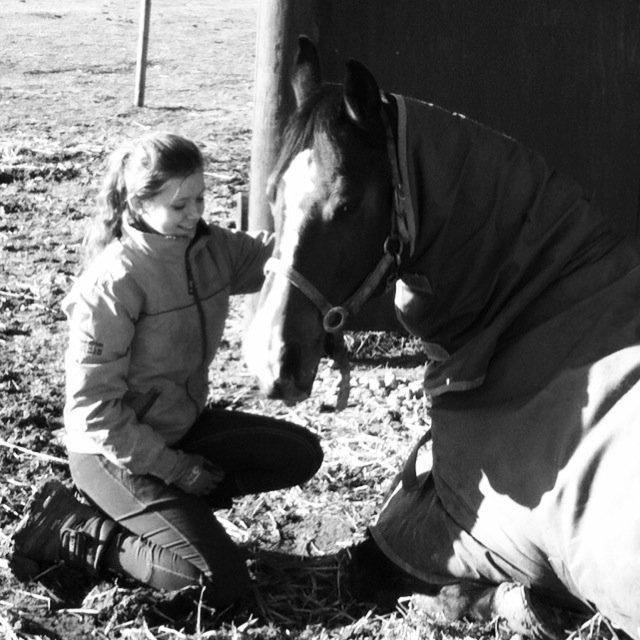 Dansk Varmblod Electric | Egon | - Den bedste :* billede 8