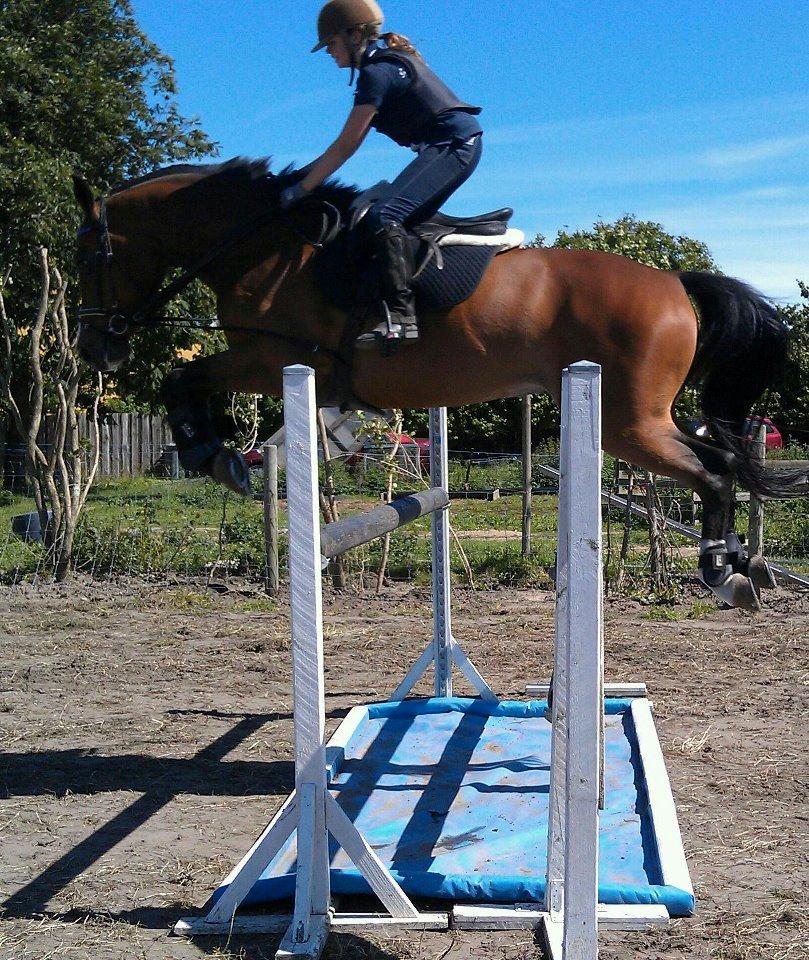 Dansk Varmblod Electric | Egon | billede 10