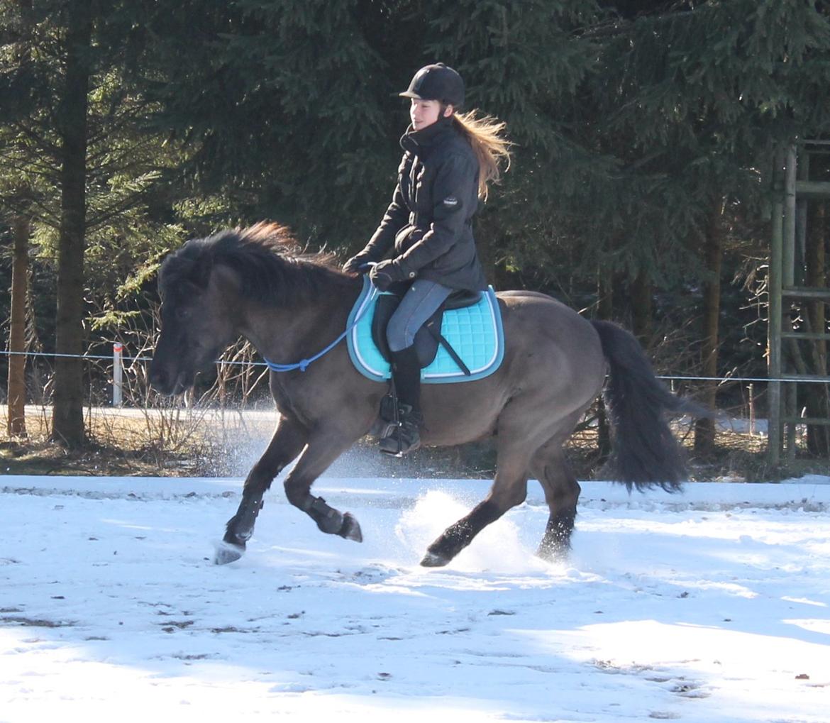 Anden særlig race Iceman - Vi træner galop i cordeo :) billede 14