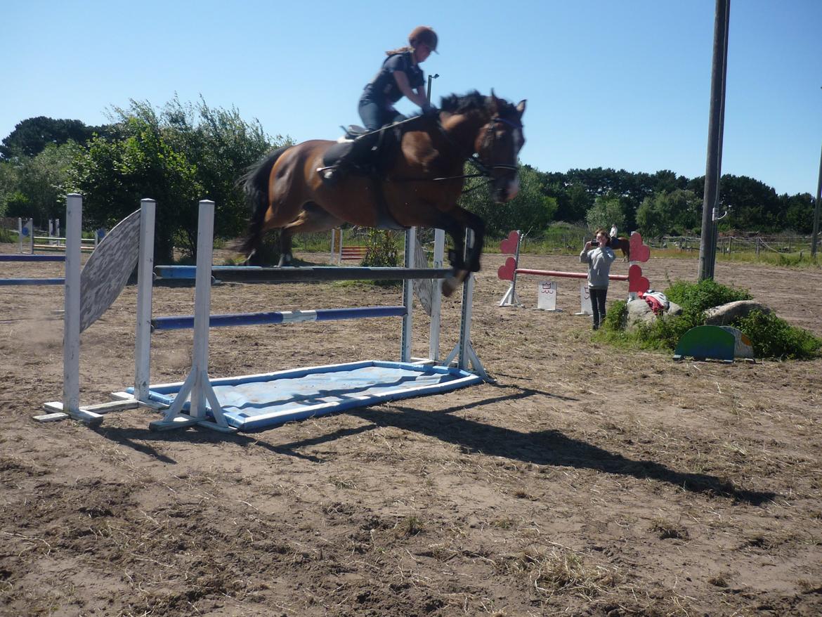 Dansk Varmblod Electric | Egon | billede 12