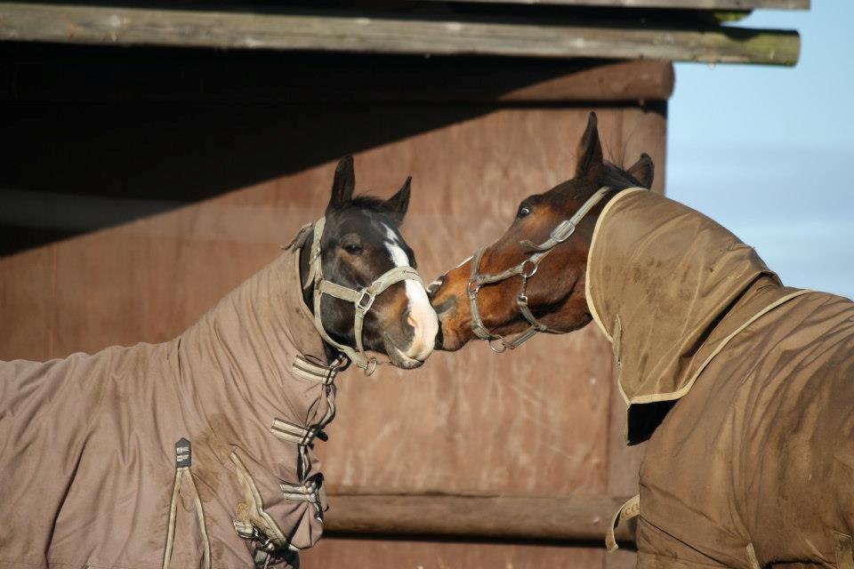Dansk Varmblod Electric | Egon | - Egon & Lukas <3 De bedste!<3 billede 13