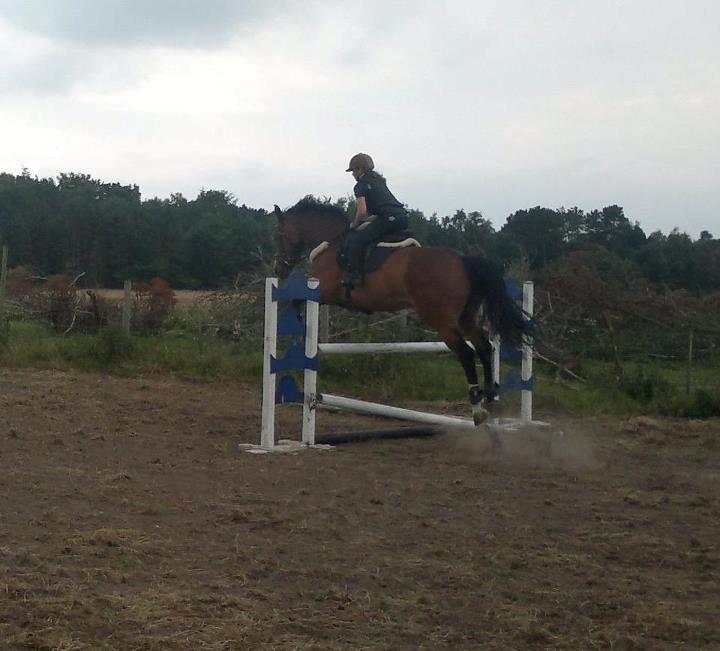 Dansk Varmblod Electric | Egon | billede 15