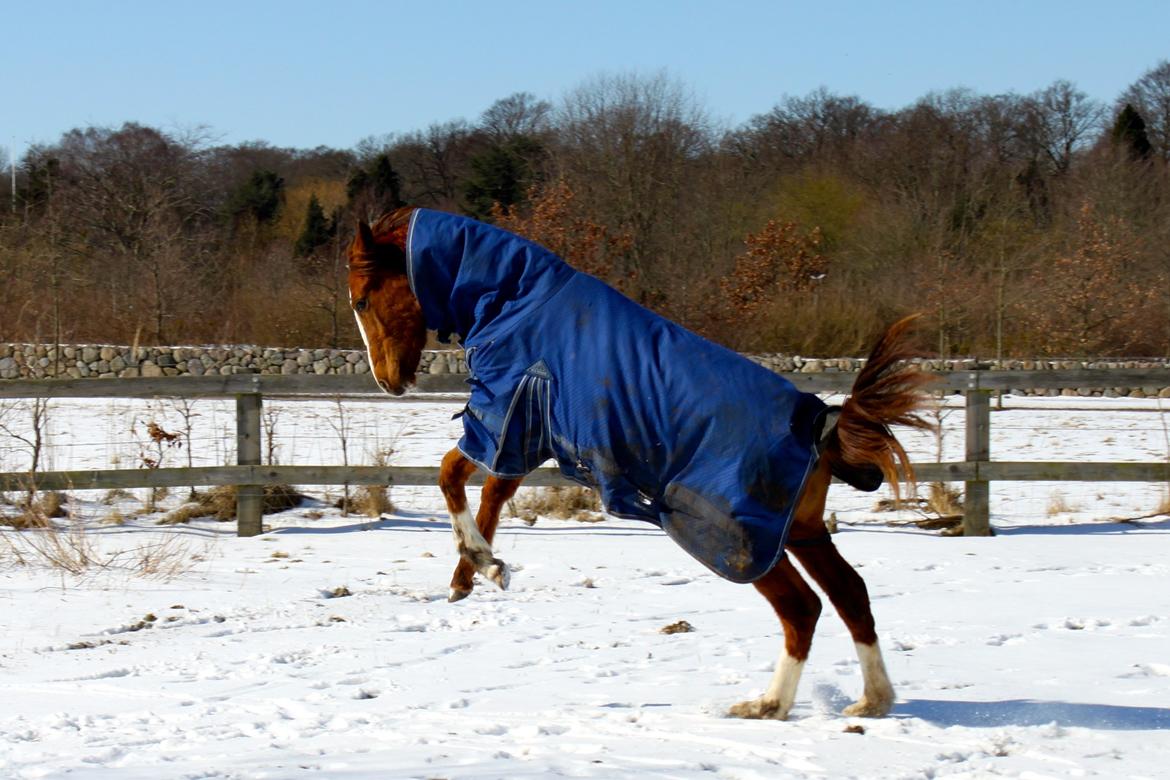 Anden særlig race High Heeled Halo - Sjov og ballade :-) 23-3-2013 billede 3