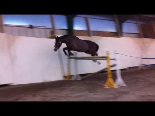 Dansk Varmblod Electric | Egon | - Seje reje <3 billede 16