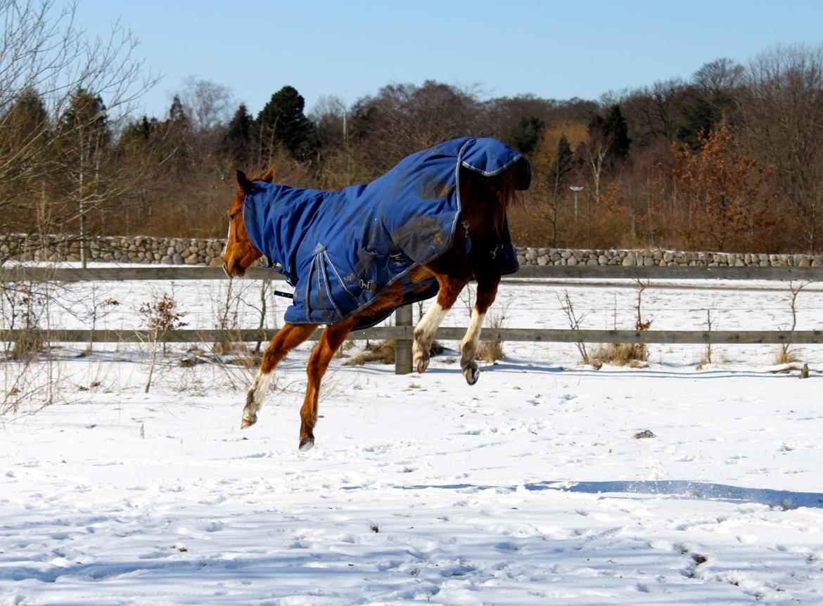 Anden særlig race High Heeled Halo - Sjov og ballade :-) 23-3-2013 billede 5
