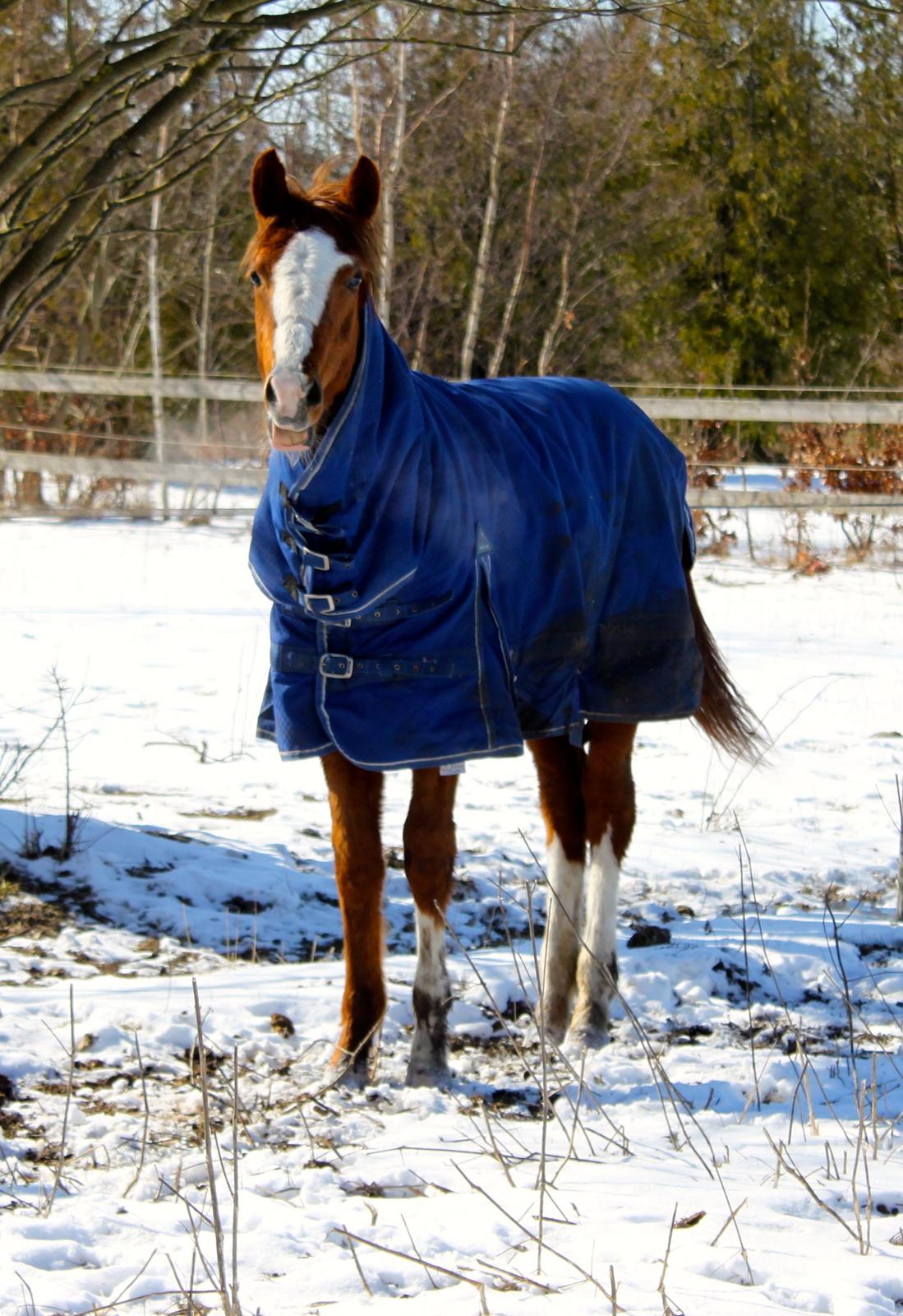 Anden særlig race High Heeled Halo - 23-3-2013 billede 22