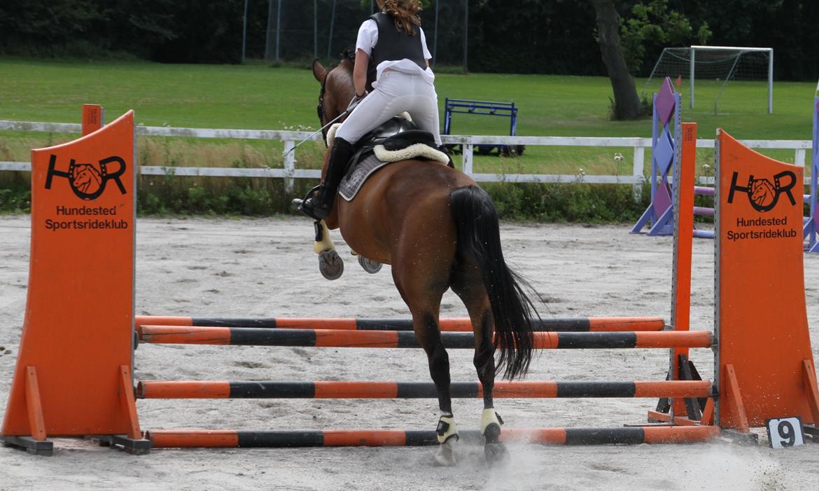 Dansk Varmblod Electric | Egon | - Når enden er god er alting godt:) billede 17