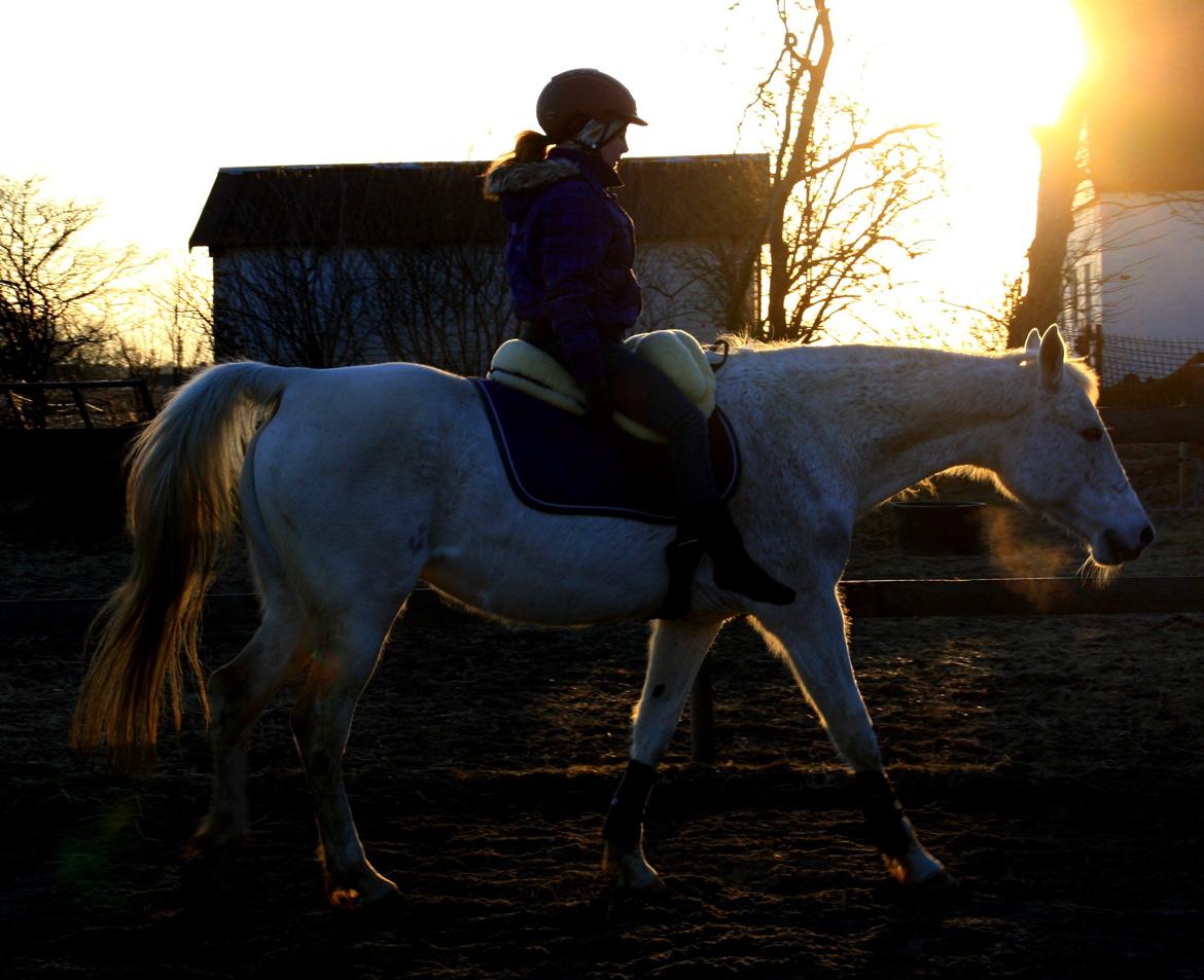 Shagya Araber (SH) Sv's O'balina Lightwood<3 billede 15