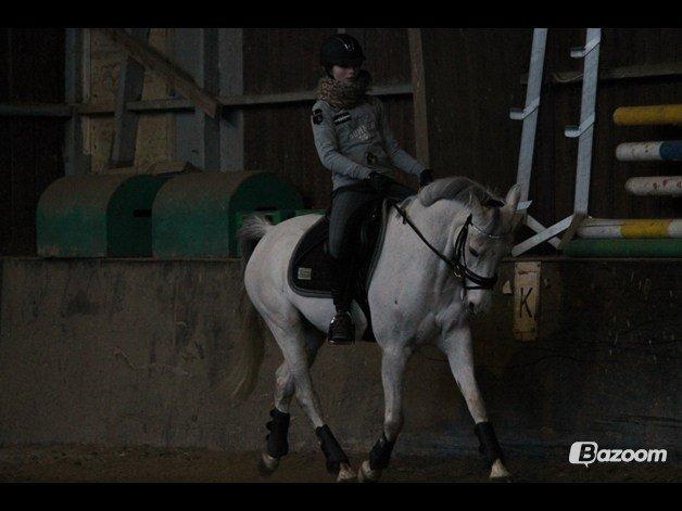 Hollandsk Sportspony Cadiz  - Dressur træning♥ 
Foto: Anja H billede 16