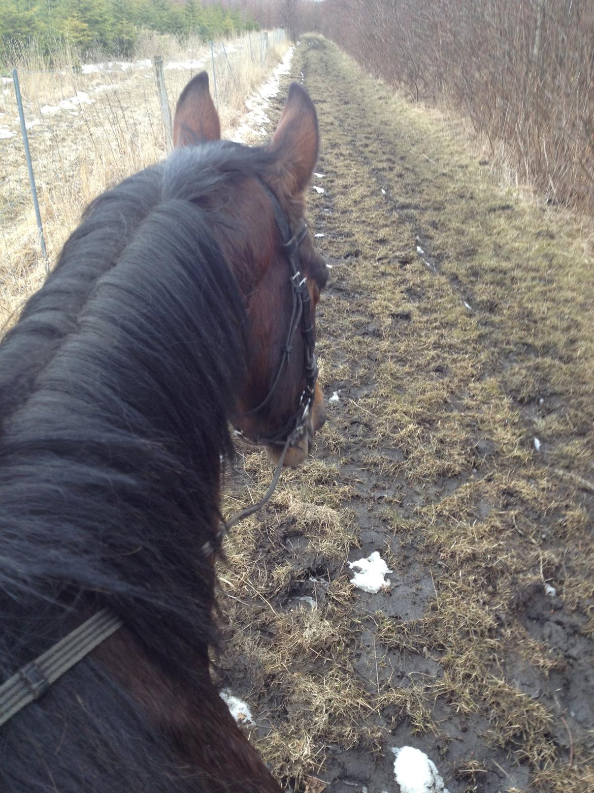 Anden særlig race Karizma (O.conner) (solgt)  billede 18