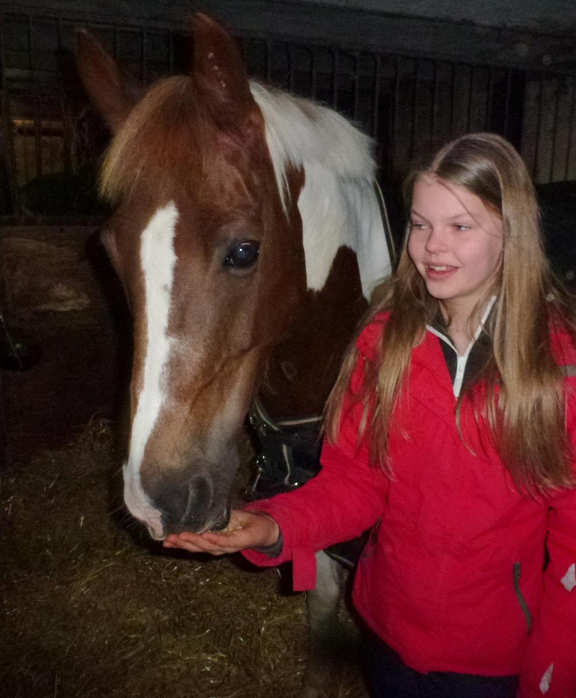 Hollandsk Sportspony SHARON - Lige da hun var kommet hjem :-) billede 15